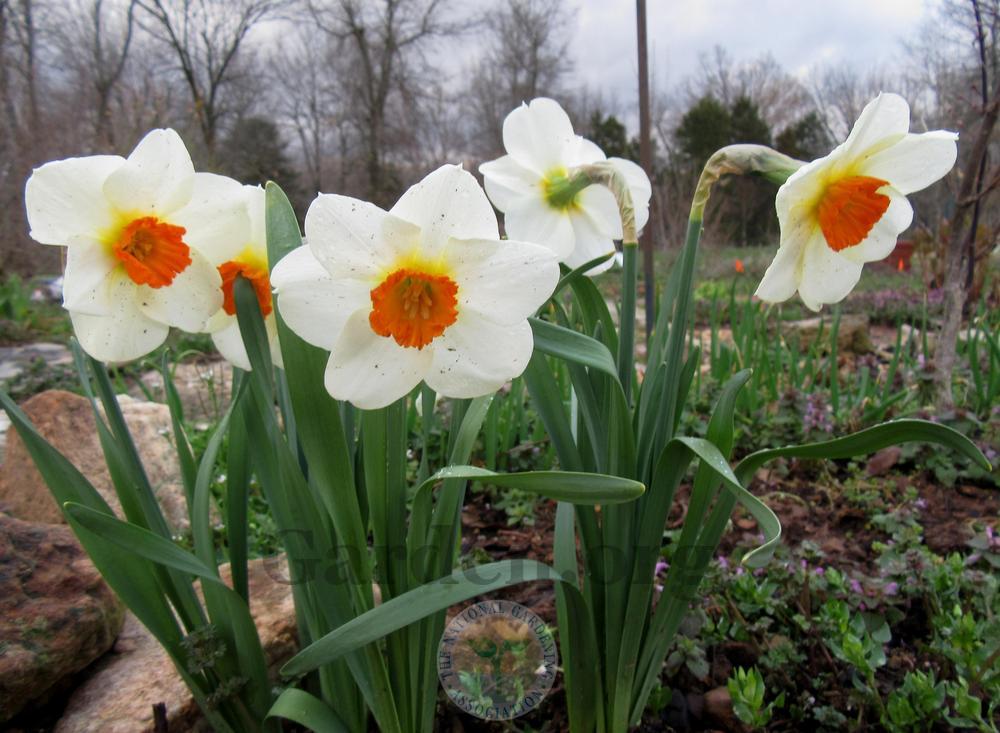Photo of Small-Cupped Daffodil (Narcissus 'Barrett Browning') uploaded by Frillylily