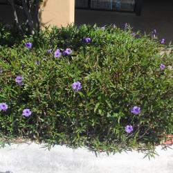 Location: Lauderdale-by-the-Sea, Florida
Date: 2018-04-03
a groundcover in a planting island at a shopping mall