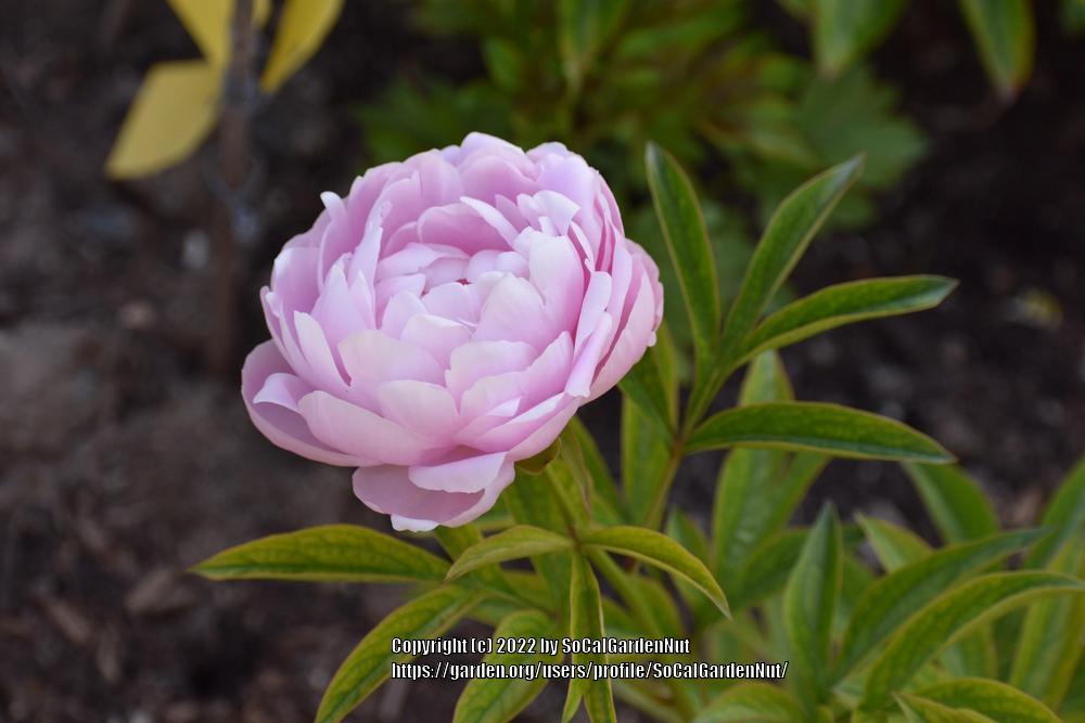 Photo of Chinese Peony (Paeonia lactifora 'Mrs. Franklin D. Roosevelt') uploaded by SoCalGardenNut