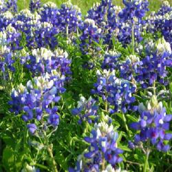 Location: Dallas, Texas
Date: Spring (April)
Mass planting