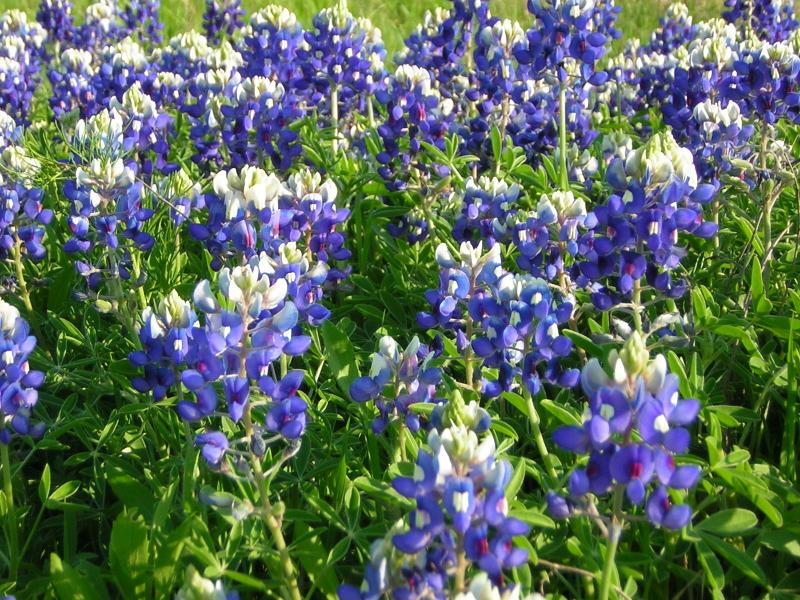 Photo of Texas Bluebonnet (Lupinus texensis) uploaded by TexasStar