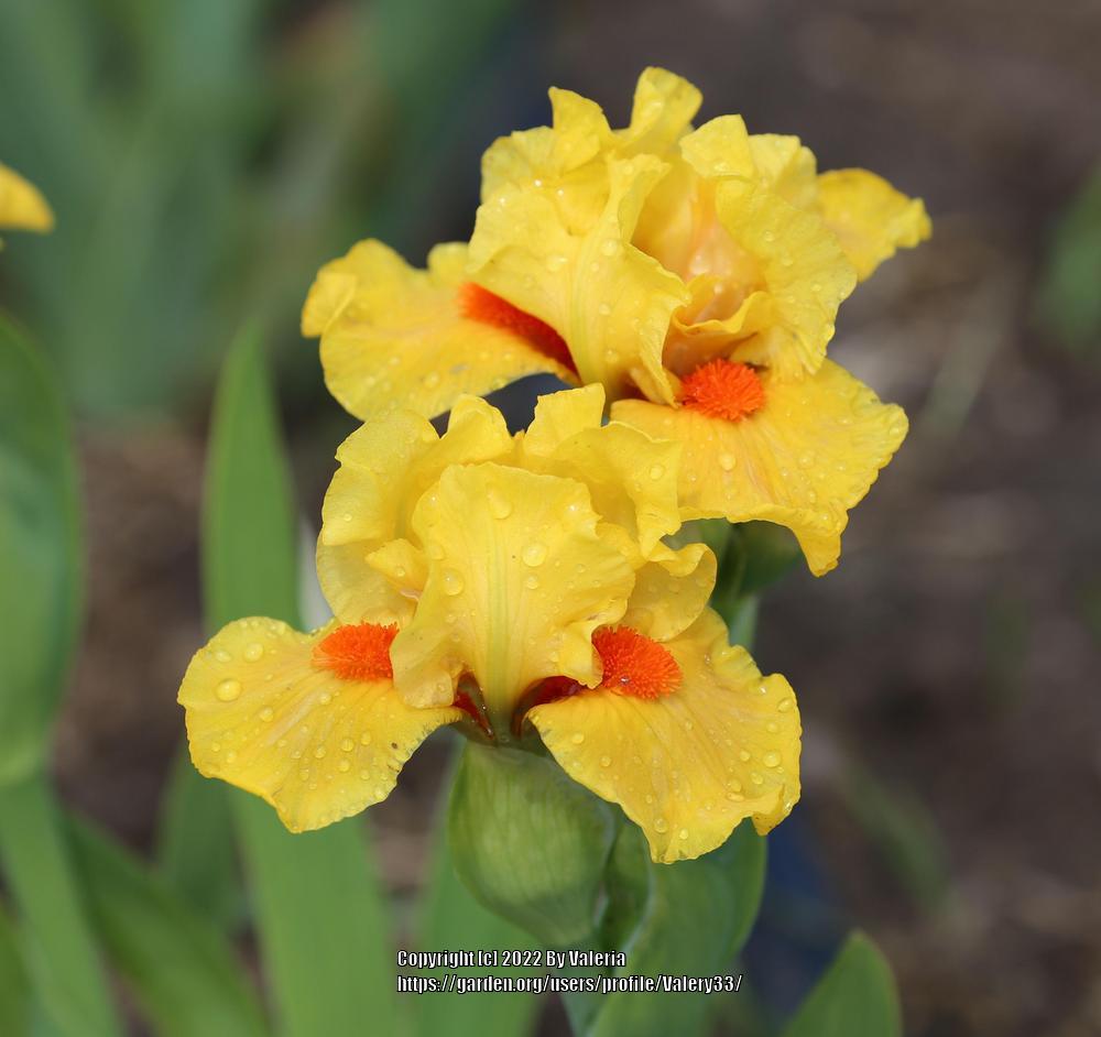 Photo of Standard Dwarf Bearded Iris (Iris 'Yahtzee') uploaded by Valery33