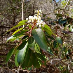Location: Lost Maples Natural Area, Vanderpool, Texas
Date: 2022-04-06
fragrant flowers