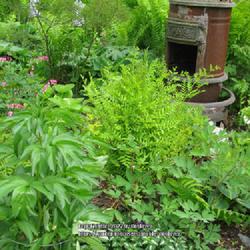 Location: my front yard
Date: 2012-04-24
Royal fern with misc. perennials