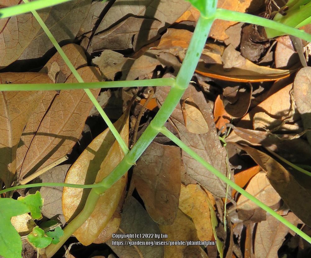 Photo of Castor Beans (Ricinus communis) uploaded by plantladylin