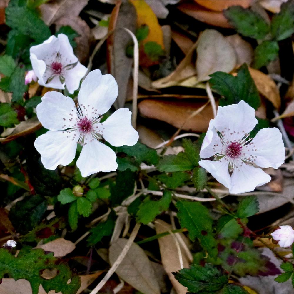 Photo of Southern Dewberry (Rubus trivialis) uploaded by scvirginia
