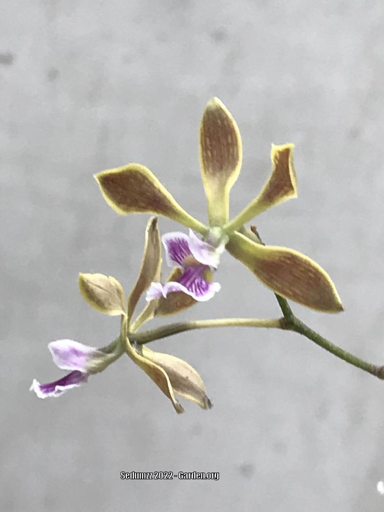 Photo of Florida Butterfly Orchid (Encyclia tampensis) uploaded by sedumzz