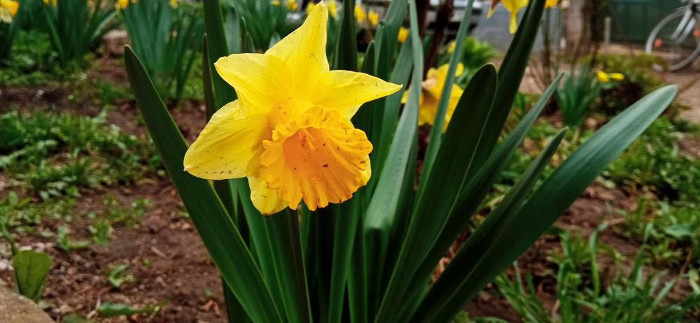 Photo of Daffodil (Narcissus 'Tete-a-Tete') uploaded by Aamie