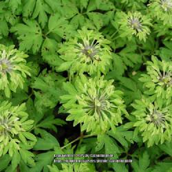 Location: Edrom nursery Scotland UK
Date: 4000-04-08
Anemone nemorosa 'Bracteata'