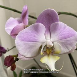 Location: Tampa, Florida
Date: 2022-04-06
My winter clearance rescue Phal has rebloomed.