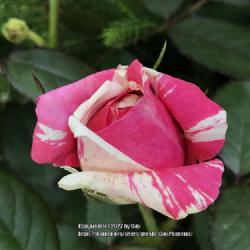 Location: Tampa, Florida
Date: 2022-04-08
My new “scentimental” rose bud is very promising.