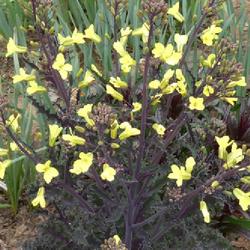 Location: my garden in Dawsonville, GA (zone 7b north Geogia mountains)
Date: 2022-04-08
I saw a hummingbird stop at the yellow flowers of this kale this 