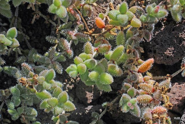 Photo of Ice Plant (Delosperma echinatum) uploaded by RuuddeBlock