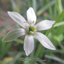 Location: Aberdeen, NC
Date: April 8, 2022
Star of Bethlehem #113; RAB p. 308, 41-28-1; AG page 523, 116-6-1