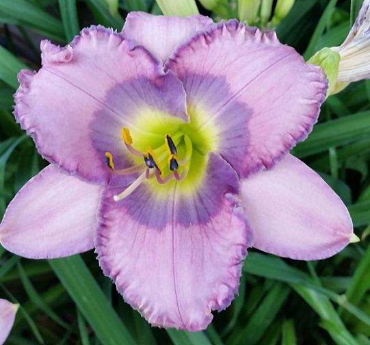 Photo of Daylily (Hemerocallis 'Linda Sierra') uploaded by flowerpower35