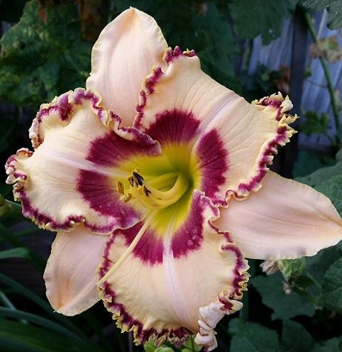 Photo of Daylily (Hemerocallis 'King of the Ages') uploaded by flowerpower35