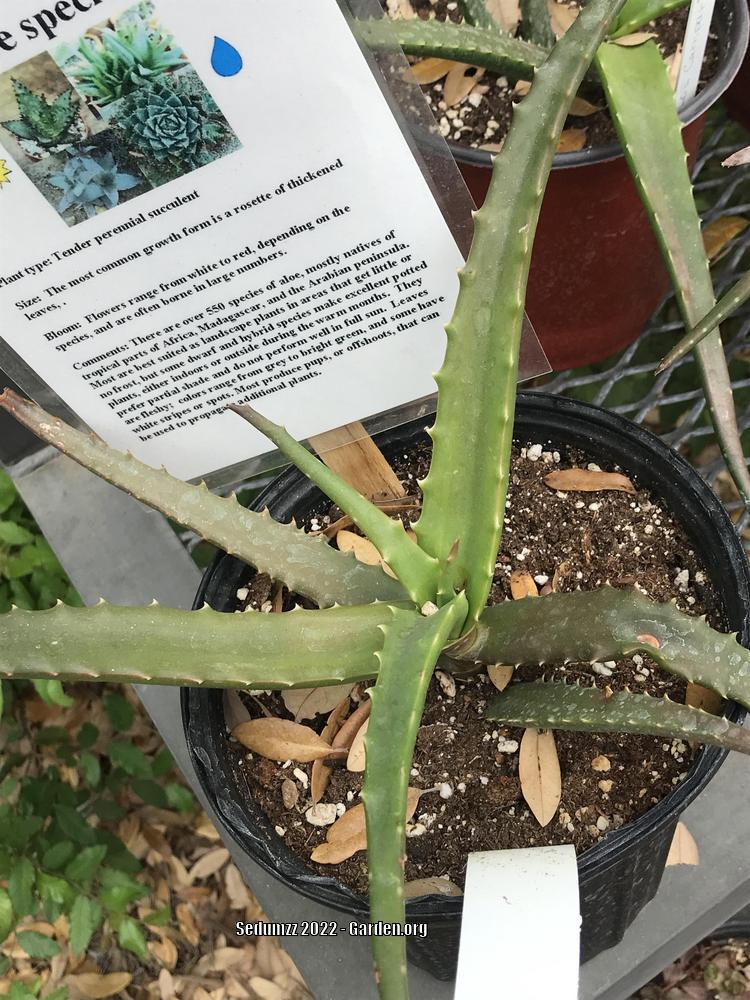 Photo of Cameron's Ruwari Aloe (Aloe cameronii) uploaded by sedumzz