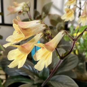 Primulina ‘Aiko’ flowers glowing in sunshine
