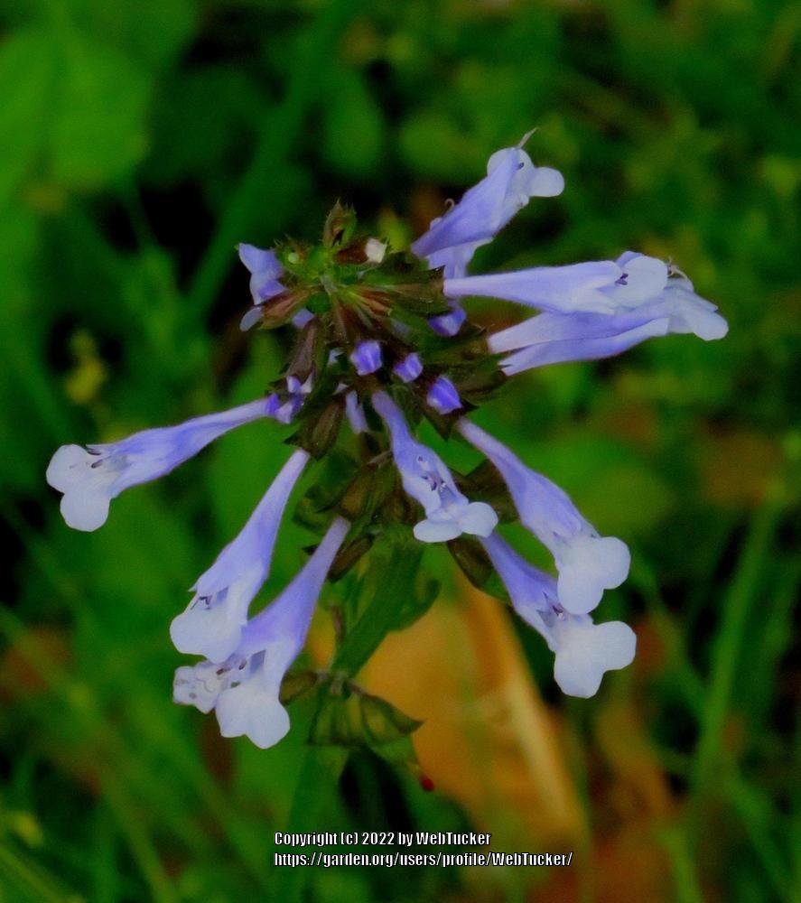 Photo of Lyreleaf Sage (Salvia lyrata) uploaded by WebTucker