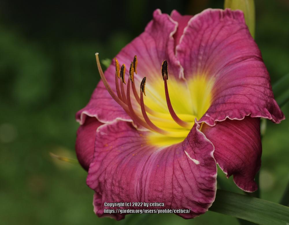 Photo of Daylily (Hemerocallis 'Queensbury Rules') uploaded by celtica