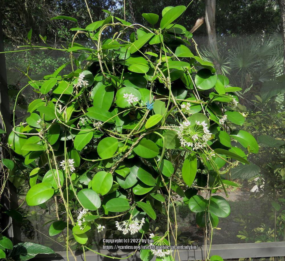 Photo of Wax Plant (Hoya australis) uploaded by plantladylin