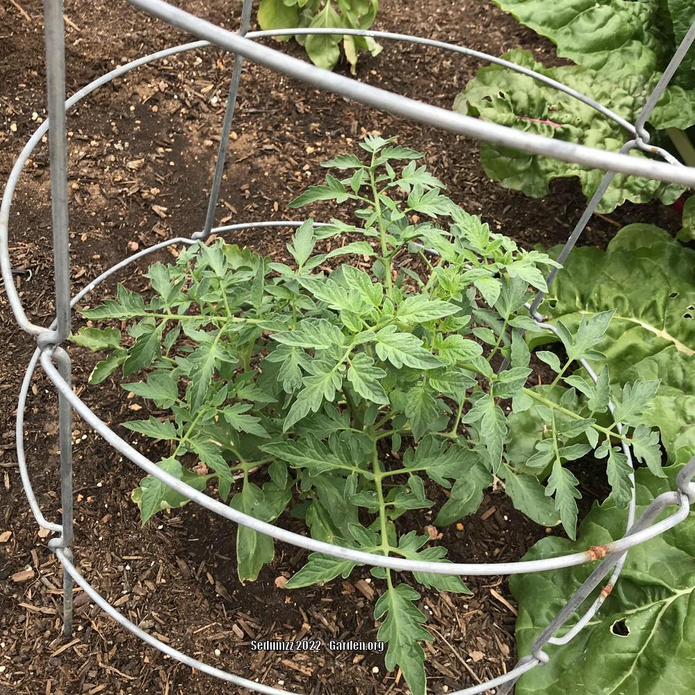 Photo of Tomato (Solanum lycopersicum 'Celebrity') uploaded by sedumzz
