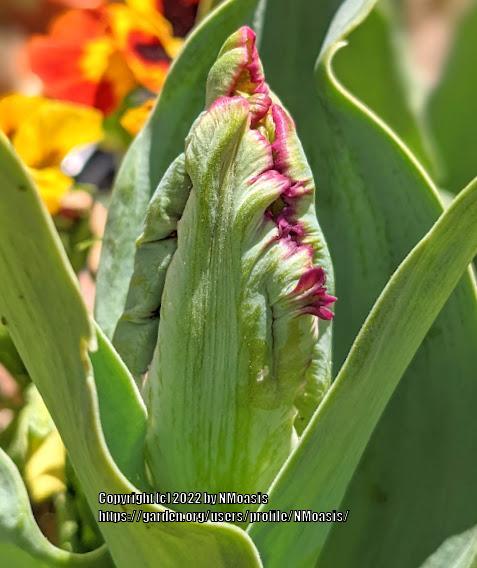 Photo of Parrot Tulip (Tulipa 'Black Parrot') uploaded by NMoasis