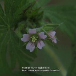 Location: Aberdeen, NC
Date: April 8, 2022
Wild geranium #122; RAB page 651, 101-1-4; AG page 103, 23-1-3, "