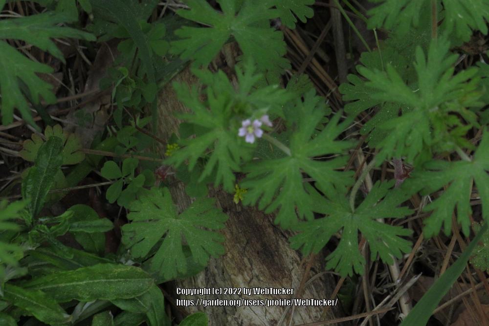 Photo of Carolina Cranesbill (Geranium carolinianum) uploaded by WebTucker