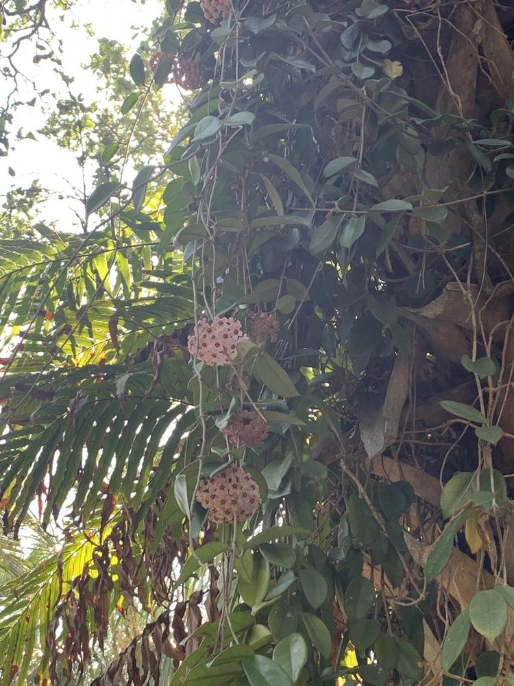 Photo of Wax Plant (Hoya carnosa) uploaded by jooshewa