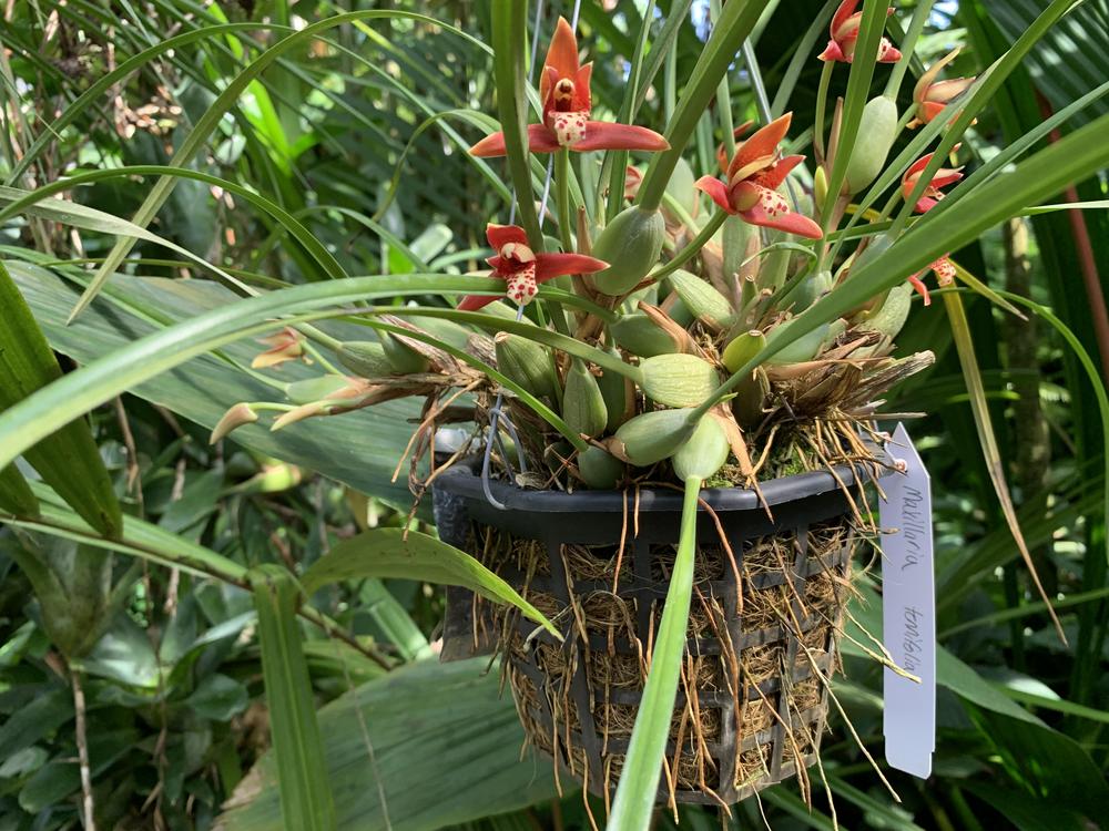 Photo of Coconut Orchid (Maxillaria tenuifolia) uploaded by jooshewa