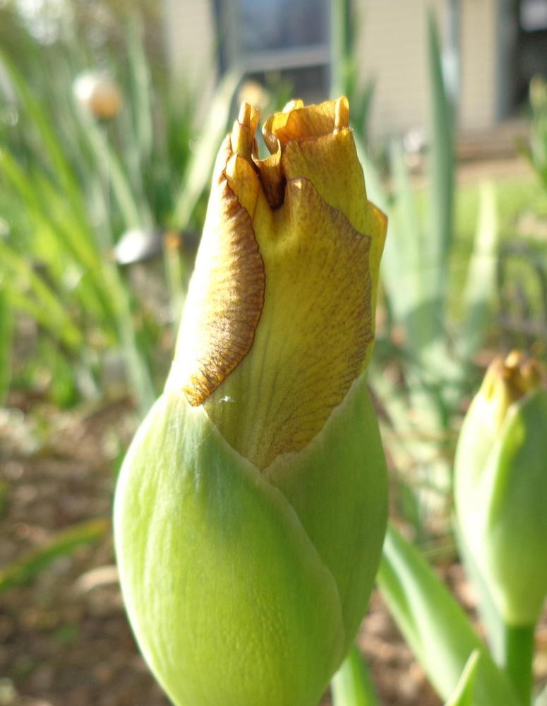 Photo of Intermediate Bearded Iris (Iris 'Butter Pecan') uploaded by lovemyhouse