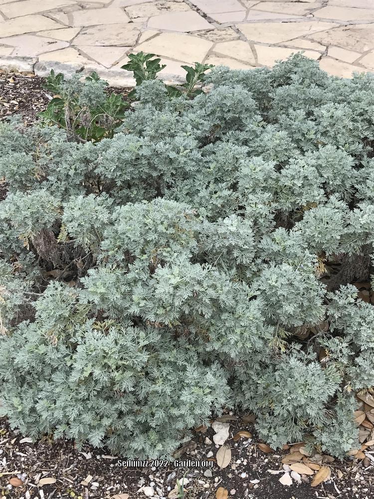Photo of Wormwood (Artemisia) uploaded by sedumzz
