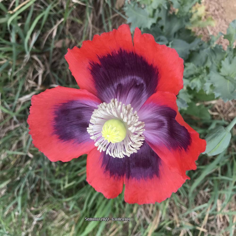 Photo of Opium Poppy (Papaver somniferum) uploaded by sedumzz