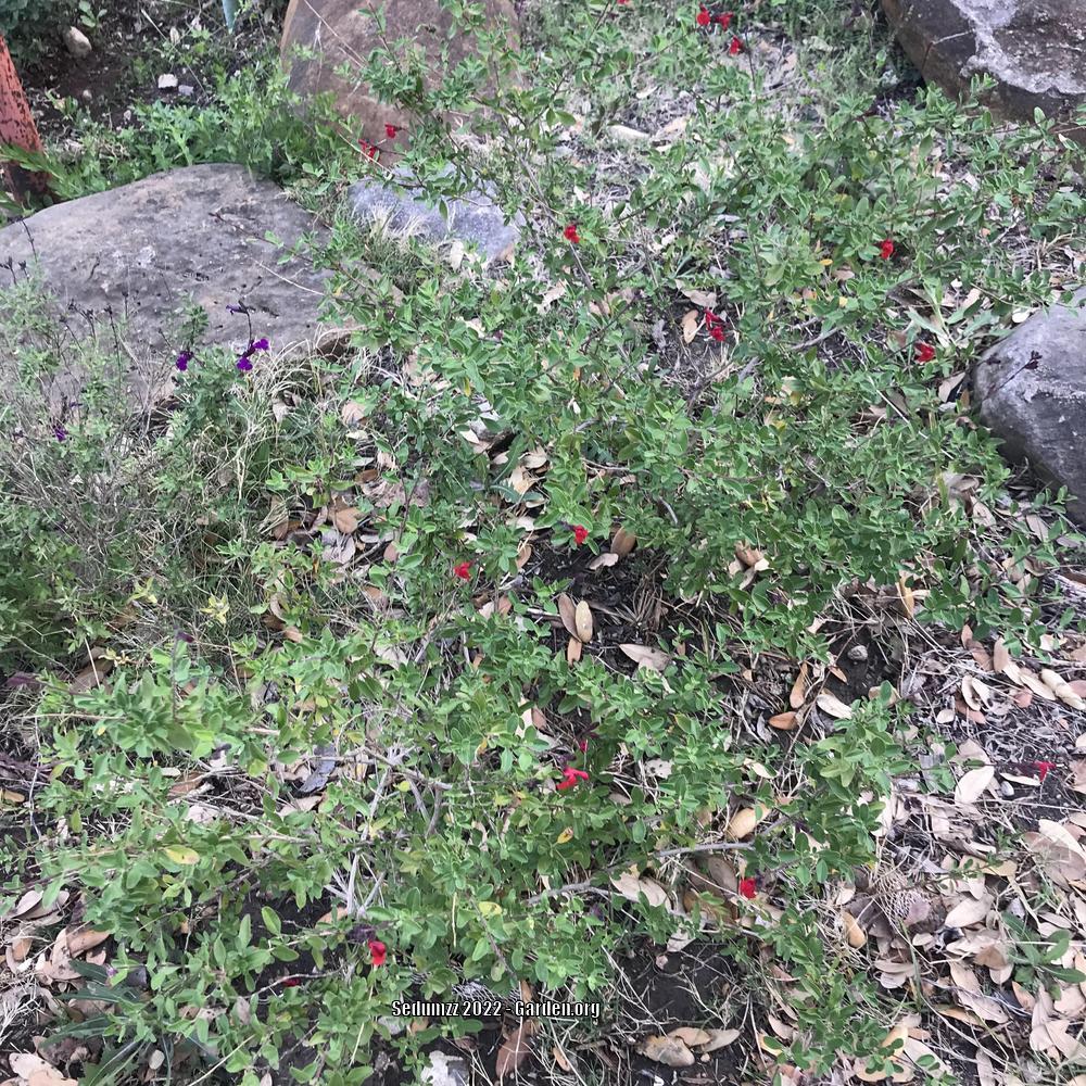 Photo of Autumn Sage (Salvia greggii) uploaded by sedumzz