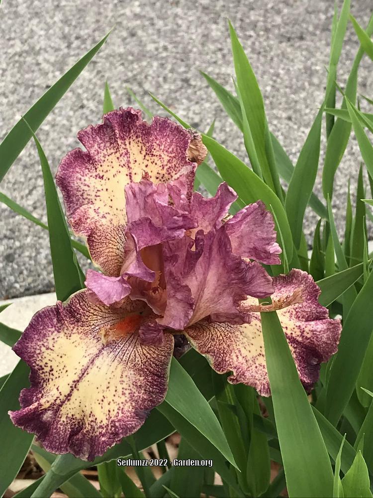 Photo of Tall Bearded Iris (Iris 'Abstract Art') uploaded by sedumzz
