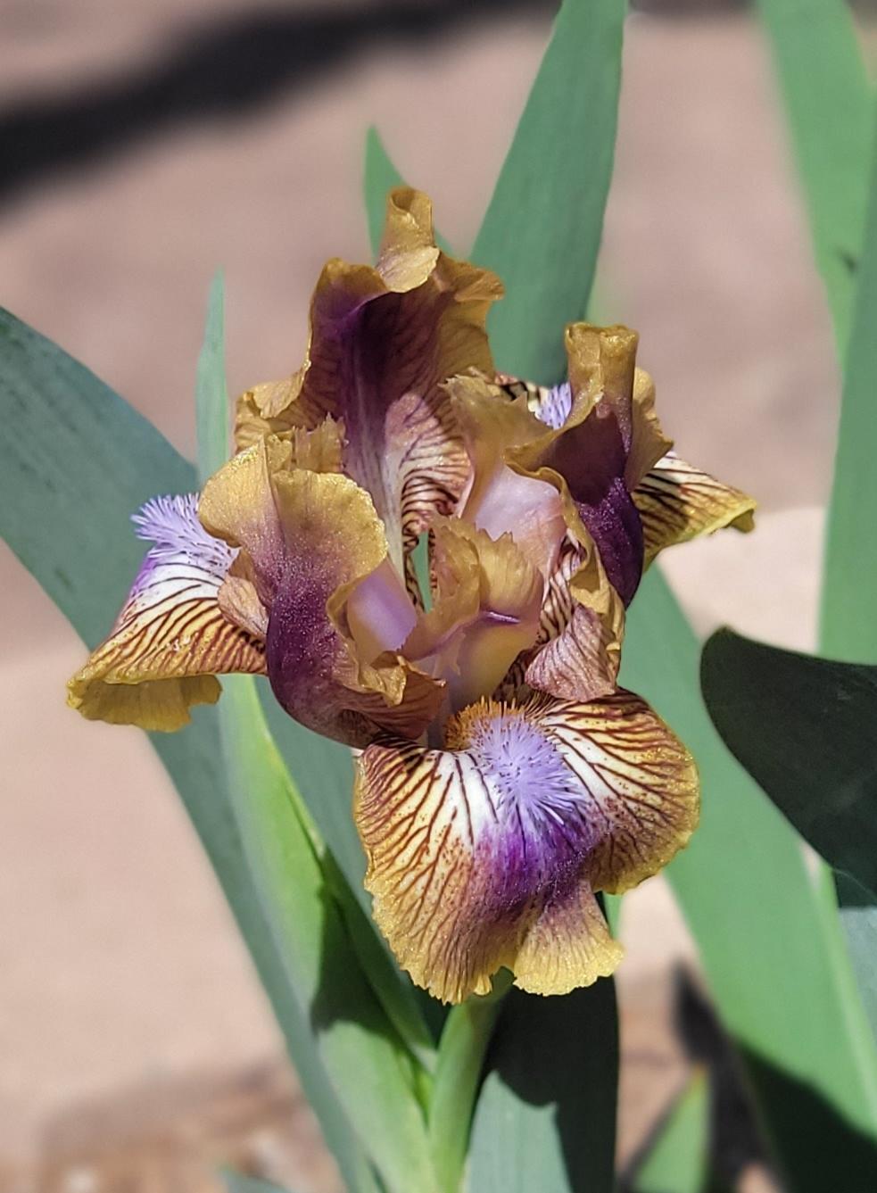 Photo of Standard Dwarf Bearded Iris (Iris 'Kewlopolis') uploaded by Bitoftrouble