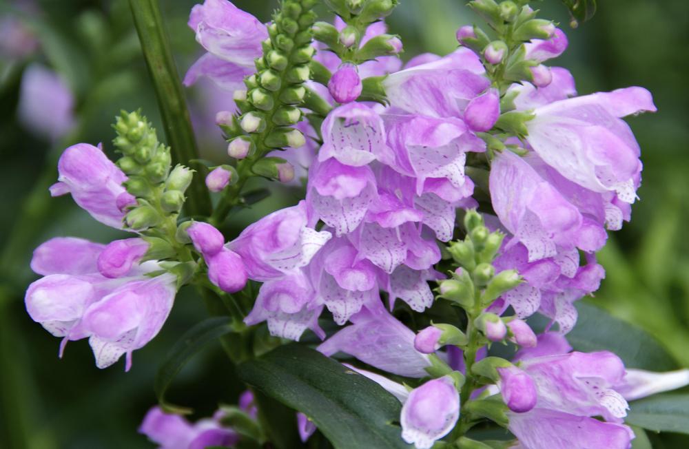 Photo of Obedient Plant (Physostegia virginiana) uploaded by Fleur569