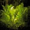 Dramatic effect with night lighting on ferns.