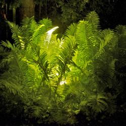
Dramatic effect with night lighting on ferns.