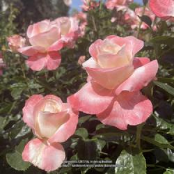 Location: World Peace Rose Garden, Capitol Park, Sacramento CA.
Date: 2022-04-10