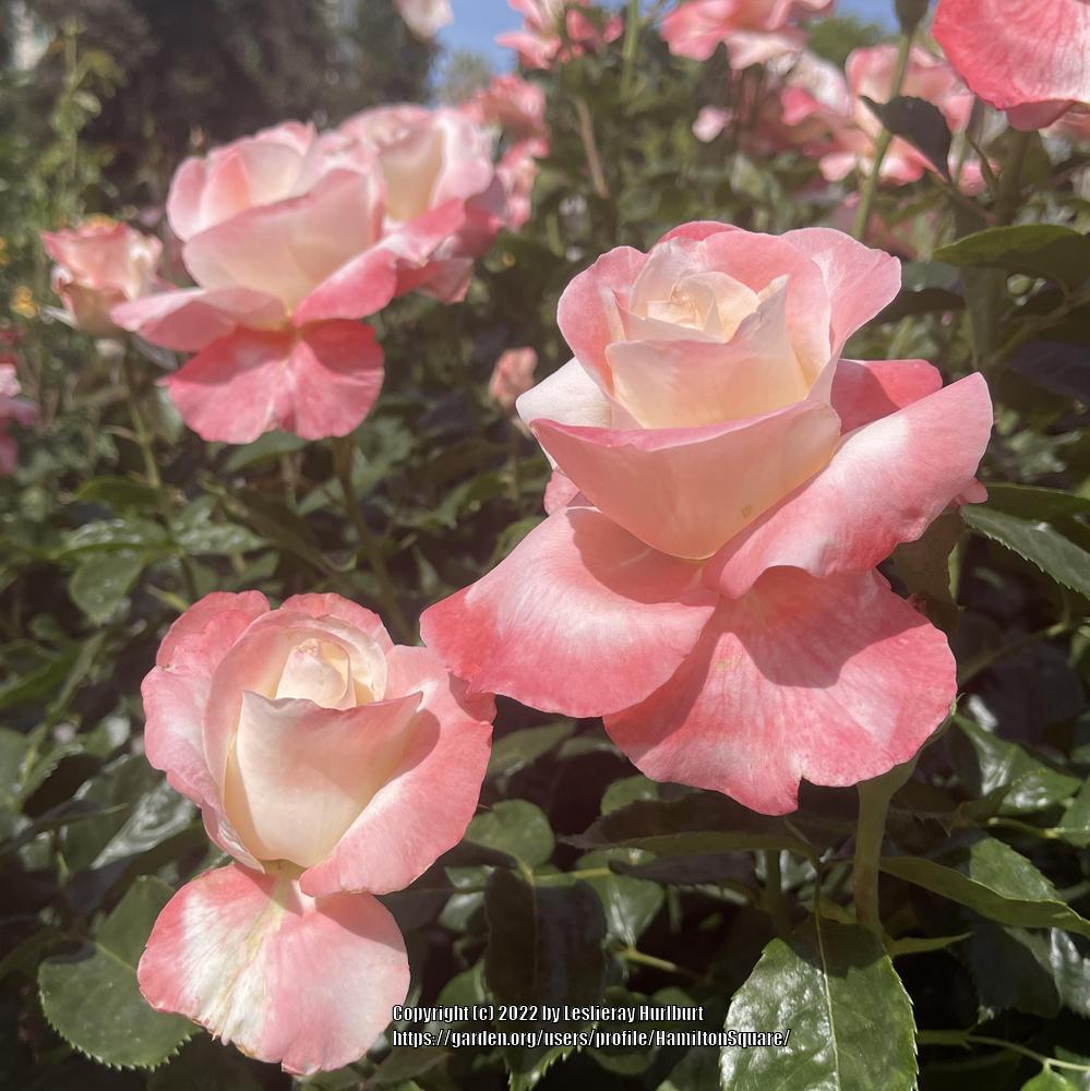 Photo of Rose (Rosa 'Crescendo') uploaded by HamiltonSquare