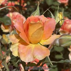 Location: World Peace Rose Garden, Capitol Park,Sacramento CA.
Date: 2022-04-10