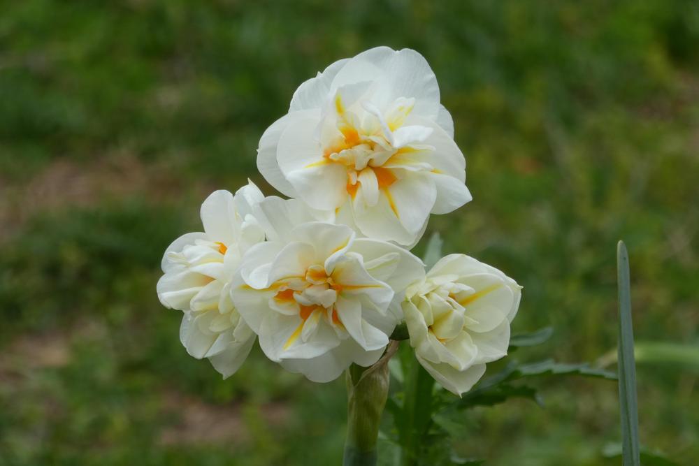 Photo of Double Daffodil (Narcissus 'Sir Winston Churchill') uploaded by LoriMT