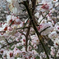 Location: United States National Arboretum, Washington DC
Date: 2020-02-12
'Hanakami' Japanese Apricot showing older branches and youngest v