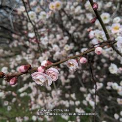 Location: United States National Arboretum, Washington DC
Date: 2020-02-12
'Hanakami' Japanese Apricot exhibiting new flowers just opening a