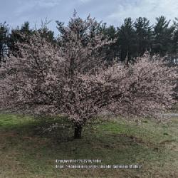 Location: United States National Arboretum, Washington DC
Date: 2020-02-12
'Hanakami' Japanese Apricot in full bloom, 2020 Feb 12, US Nation