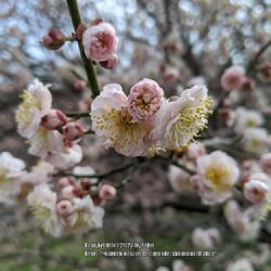 Location: United States National Arboretum, Washington DC
Date: 2020-02-12
'Hanakami' Japanese Apricot closeup of perfect flowers with stame