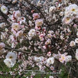 Location: United States National Arboretum, Washington DC
Date: 2020-02-12
'Hanakami' Japanese Apricot displaying density of bloom and the a