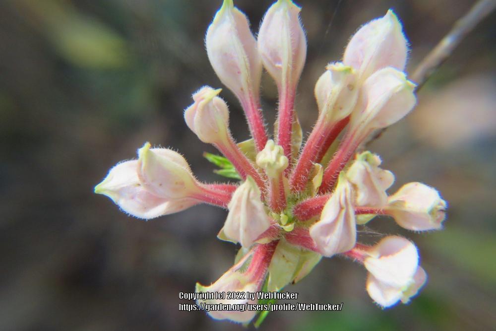 Photo of Pinxter Azalea (Rhododendron canescens) uploaded by WebTucker